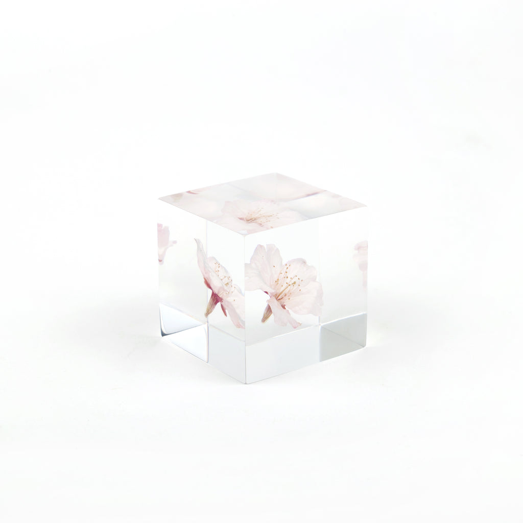 Sola Cubes - Sakura (Cherry Blossom)